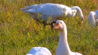 Goose, Bird, Waterfowl, Aquatic Bird, Gull, Feather
