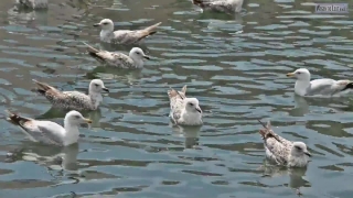 Goose, Bird, Waterfowl, Aquatic Bird, Gull, Water