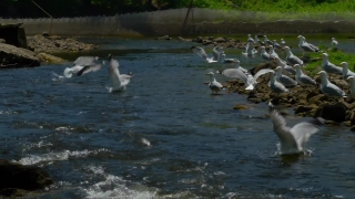 Goose, Bird, Waterfowl, Aquatic Bird, Water, River