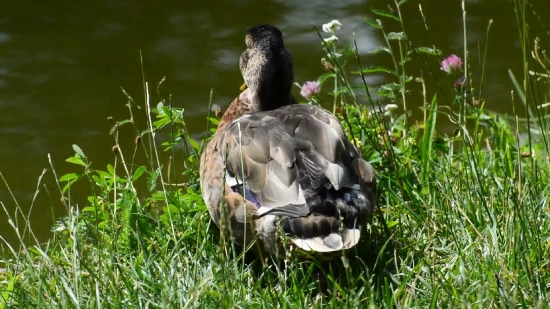 Goose, Bird, Waterfowl, Drake, Duck, Aquatic Bird