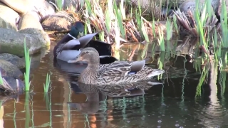Goose, Bird, Waterfowl, Duck, Aquatic Bird, Wildlife