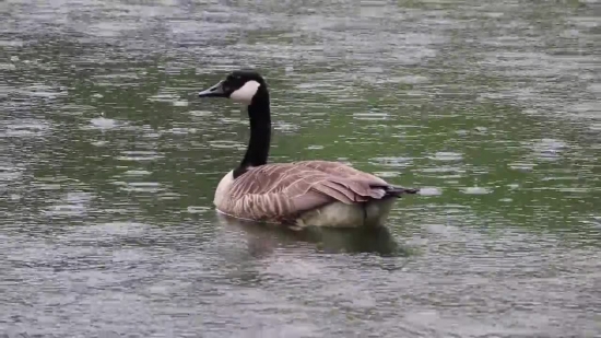 Goose, Waterfowl, Bird, Aquatic Bird, Wildlife, Lake