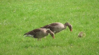 Goose, Waterfowl, Bird, Aquatic Bird, Wildlife, Wild