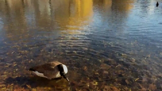 Goose, Waterfowl, Bird, Water, Aquatic Bird, Lake