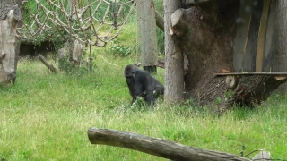 Gorilla, Ape, Primate, Wildlife, Wild, Bear