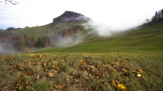 Gorse, Landscape, Field, Meadow, Highland, Shrub