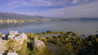 Gorse, Shrub, Water, Landscape, Ocean, Sky