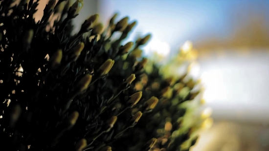Gorse, Shrub, Woody Plant, Sunflower, Vascular Plant, Plant