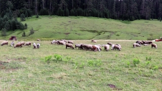 Grass, Farm, Field, Rural, Cow, Landscape