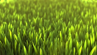 Grass, Field, Growth, Dew, Lawn, Spring
