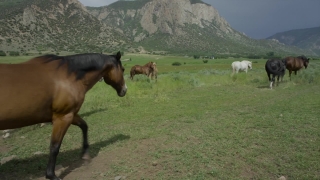 Grass, Horse, Farm, Ranch, Horses, Field