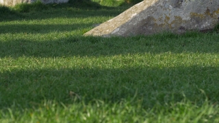 Grass, Lawn, Field, Meadow, Golf, Plant