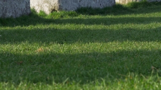 Grass, Lawn, Field, Meadow, Plant, Growth