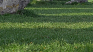 Grass, Lawn, Field, Meadow, Plant, Spring