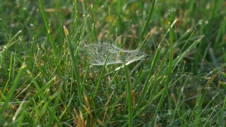 Grass, Plant, Field, Leaf, Growth, Lizard