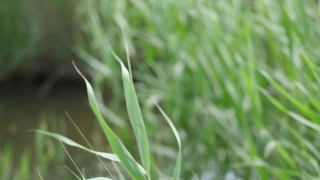 Grass, Plant, Field, Spring, Lawn, Growth
