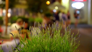 Grass, Plant, Field, Spring, Summer, Growth
