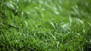 Grass, Plant, Herb, Field, Lawn, Spring