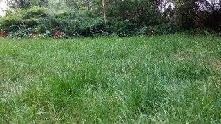 Grass, Plant, Vascular Plant, Field, Herb, Meadow
