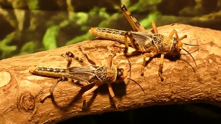 Grasshopper, Insect, Arthropod, Invertebrate, Animal, Wildlife