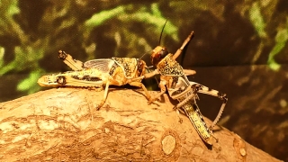 Grasshopper, Insect, Arthropod, Invertebrate, Crayfish, Crustacean