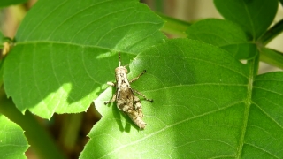 Grasshopper, Insect, Arthropod, Invertebrate, Leaf, Wildlife