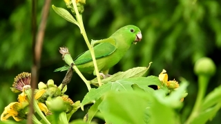 Grasshopper, Insect, Arthropod, Leaf, Garden, Plant