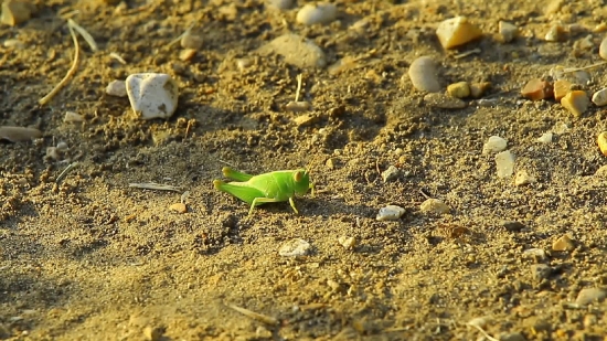 Green Lizard, Lizard, Insect, Leaf, Grasshopper, Arthropod
