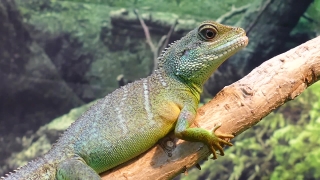 Green Lizard, Lizard, Reptile, Wildlife, Iguana, Dragon