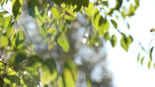 Grove, Tree, Plant, Branch, Leaf, Spring