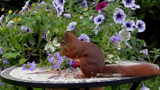 Guinea Pig, Rodent, Mammal, Fur, Wild, Squirrel