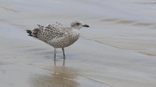 Gull, Bird, Coastal Diving Bird, Seabird, Wildlife, Feather