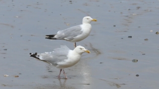 Gull, Coastal Diving Bird, Bird, Seabird, Feather, Wildlife