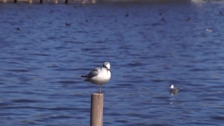 Gull, Coastal Diving Bird, Seabird, Bird, Aquatic Bird, Wildlife