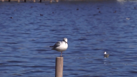 Gull, Coastal Diving Bird, Seabird, Bird, Sea, Aquatic Bird
