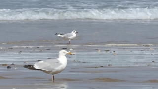 Gull, Coastal Diving Bird, Seabird, Bird, Sea, Water