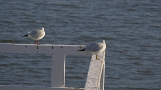Gull, Coastal Diving Bird, Seabird, Bird, Sea, Water