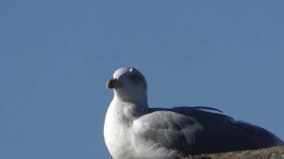 Gull, Coastal Diving Bird, Seabird, Bird, Wildlife, Feather