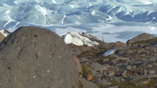 Gull, Ptarmigan, Coastal Diving Bird, Grouse, Seabird, Water