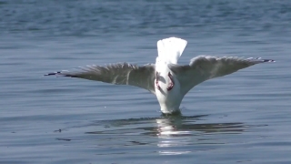 Gull, Seabird, Bird, Coastal Diving Bird, Albatross, Aquatic Bird