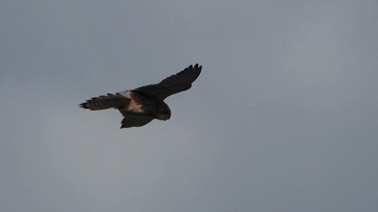 Hawk, Bird, Kite, Eagle, Falcon, Flying
