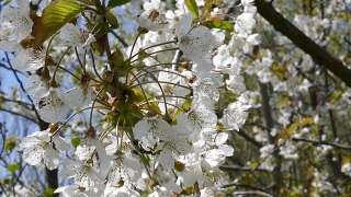 Hawthorn, Shrub, Woody Plant, Tree, Vascular Plant, Spring