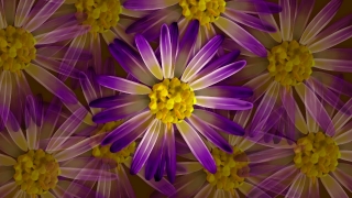 Flower, Aster, Daisy, Plant, Angiosperm, Blossom