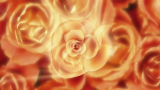 Rose, Shrub, Flower, Petal, Plant, Pink