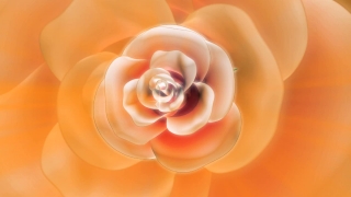 Pink, Rose, Flower, Petals, Love, Petal