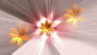 Herb, Petal, Vascular Plant, Viola, Light, Plant