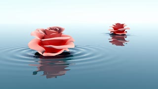 Flower, Gift, Rose, Petal, Decoration, Valentine