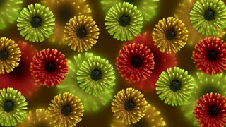 Succulent, Vascular Plant, Plant, Flower, Kiwi, Floral