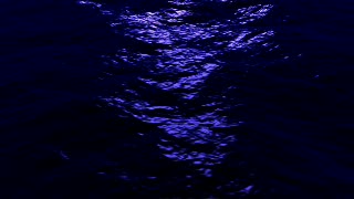 Star, Sea, Ocean, Water, Barracuda, Fish