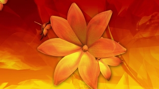Shrub, Woody Plant, Vascular Plant, Plant, Petal, Flower